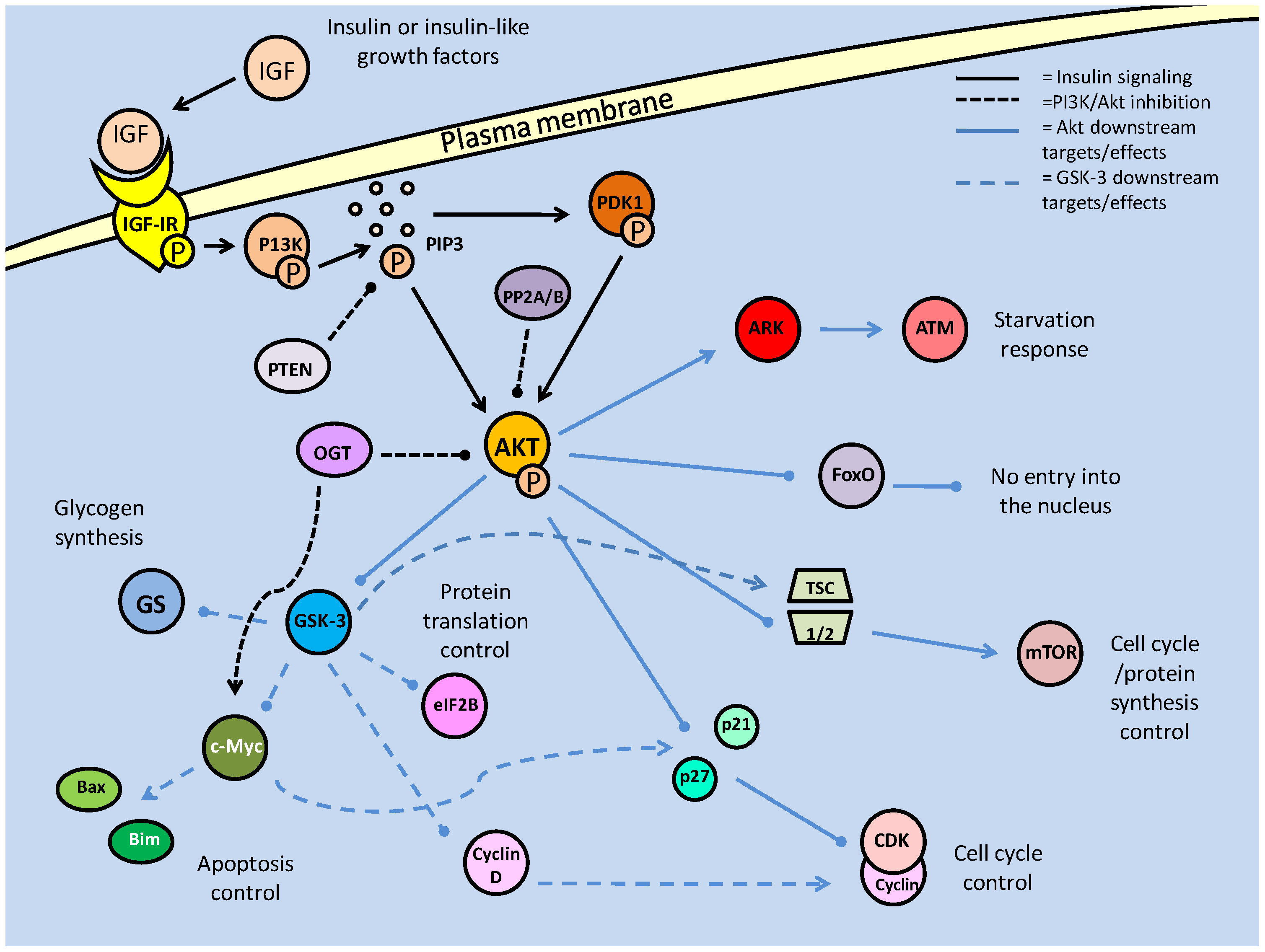 Int J Biol Sci Image