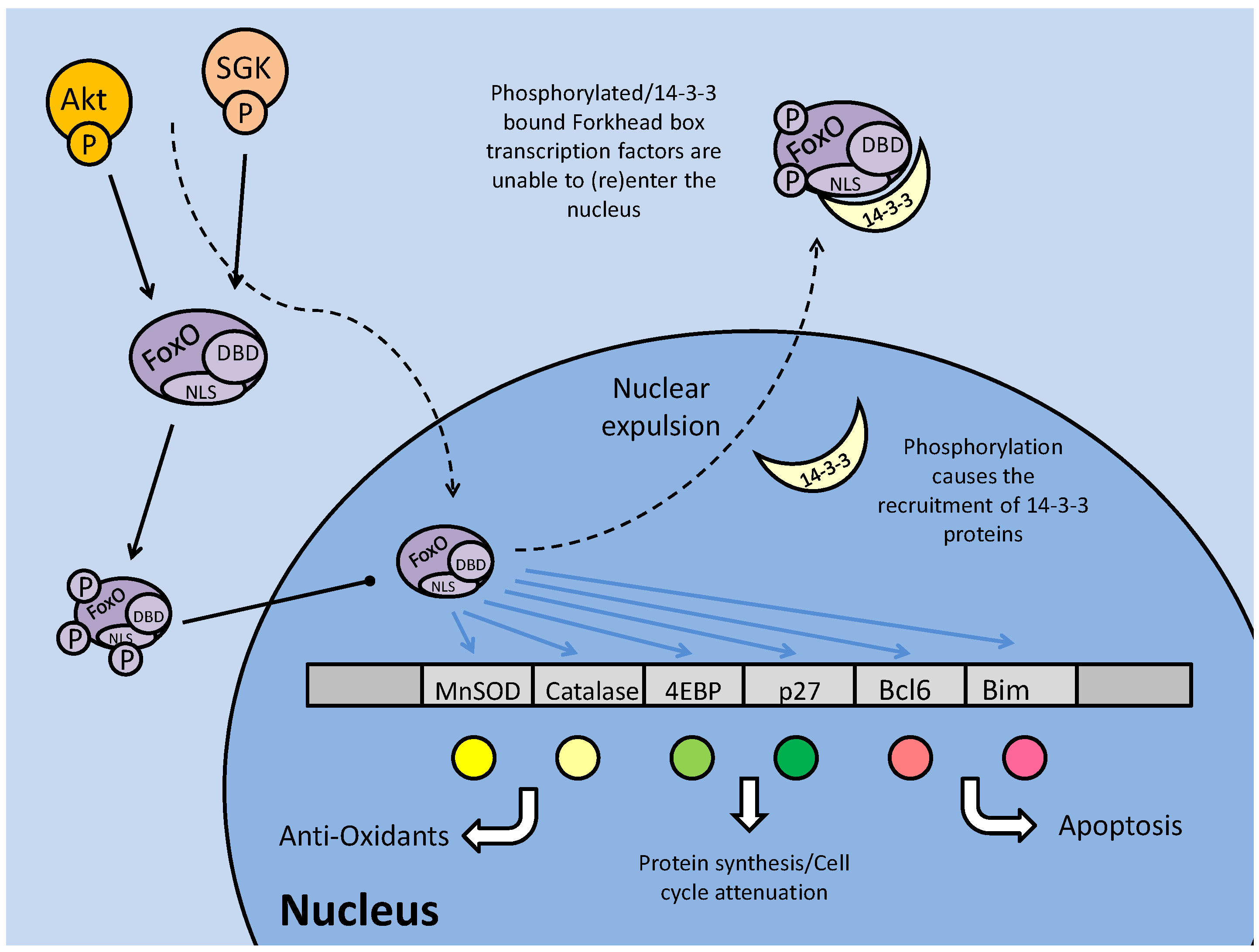 Int J Biol Sci Image