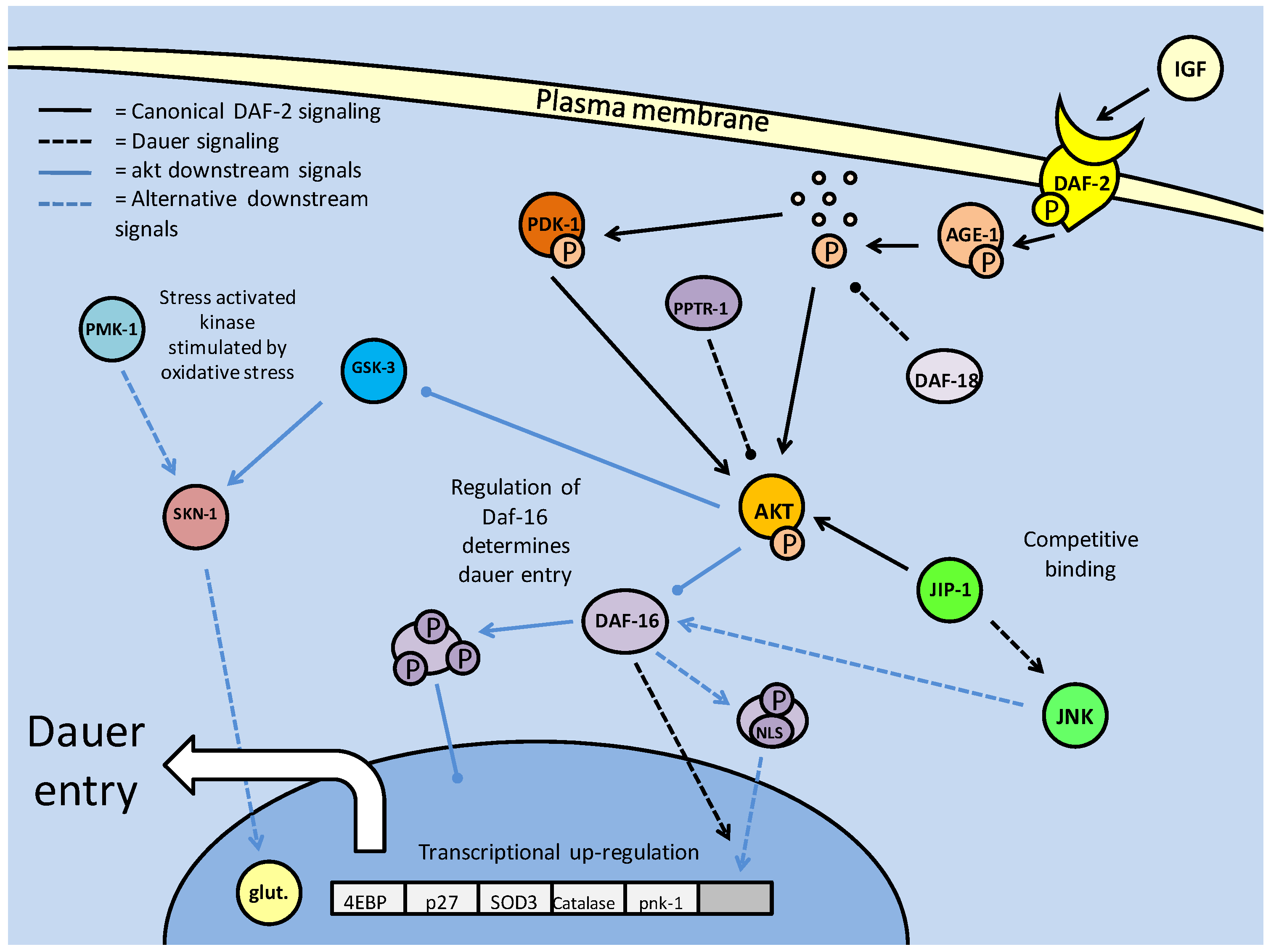 Int J Biol Sci Image