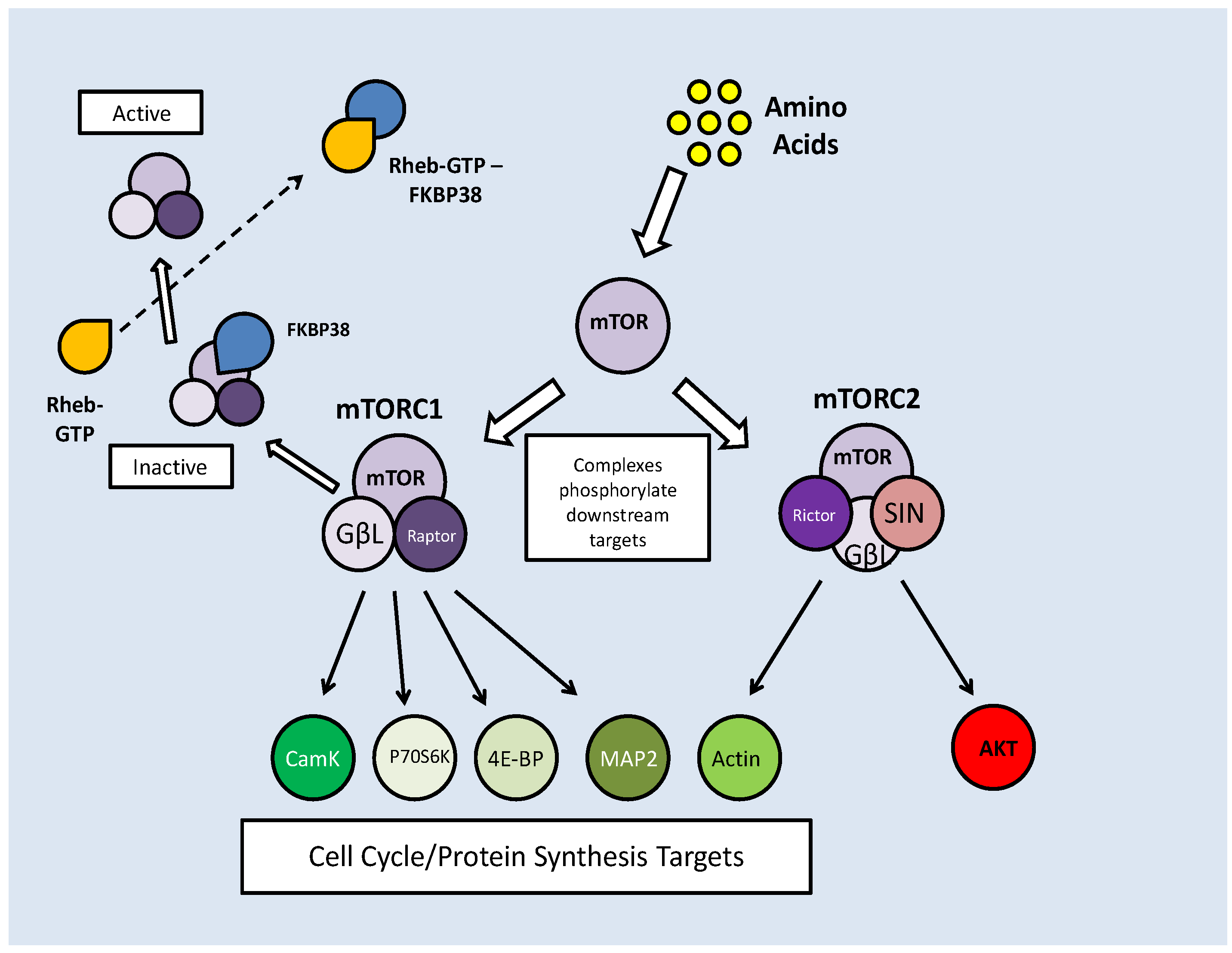 Int J Biol Sci Image