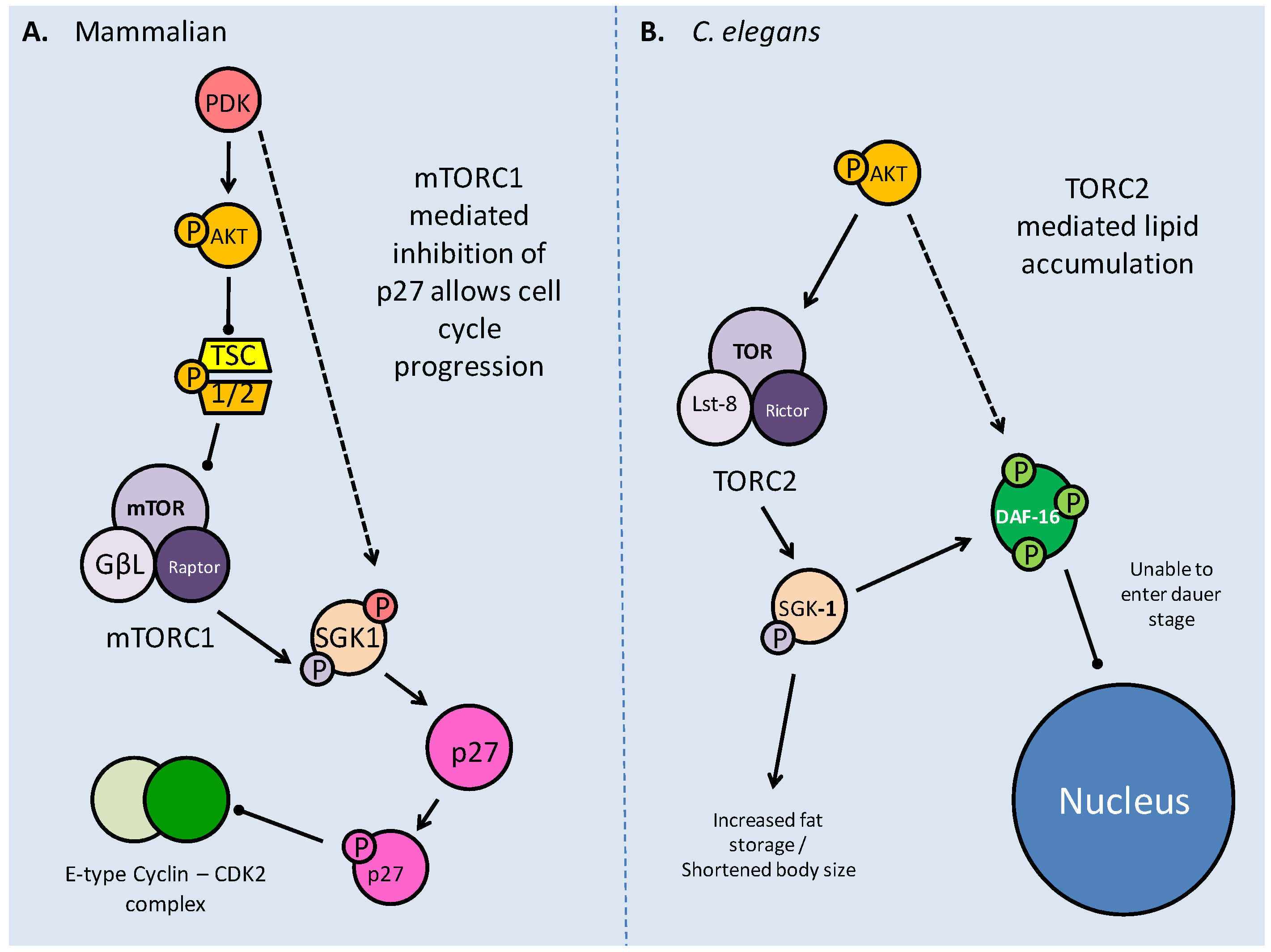 Int J Biol Sci Image