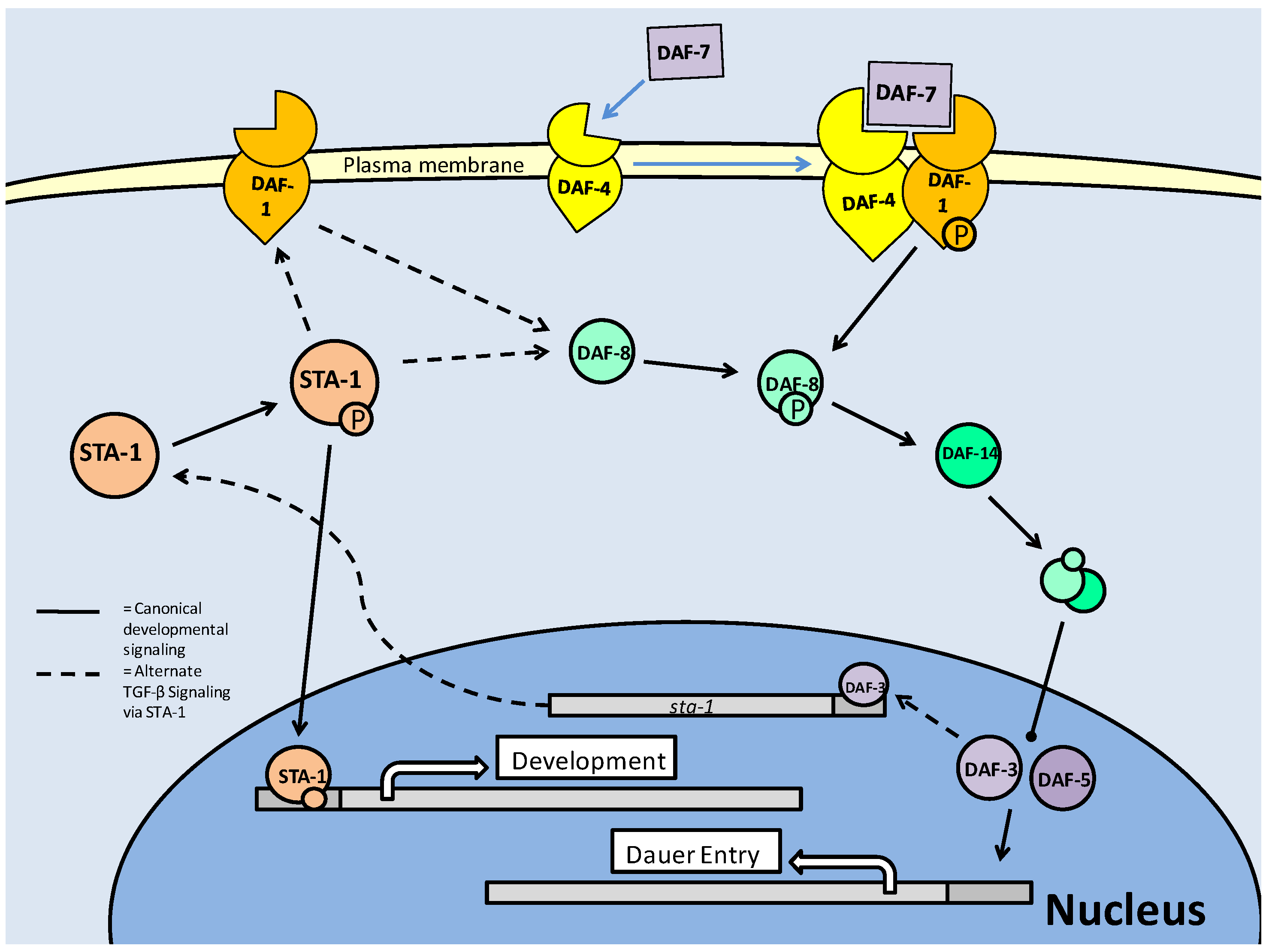 Int J Biol Sci Image