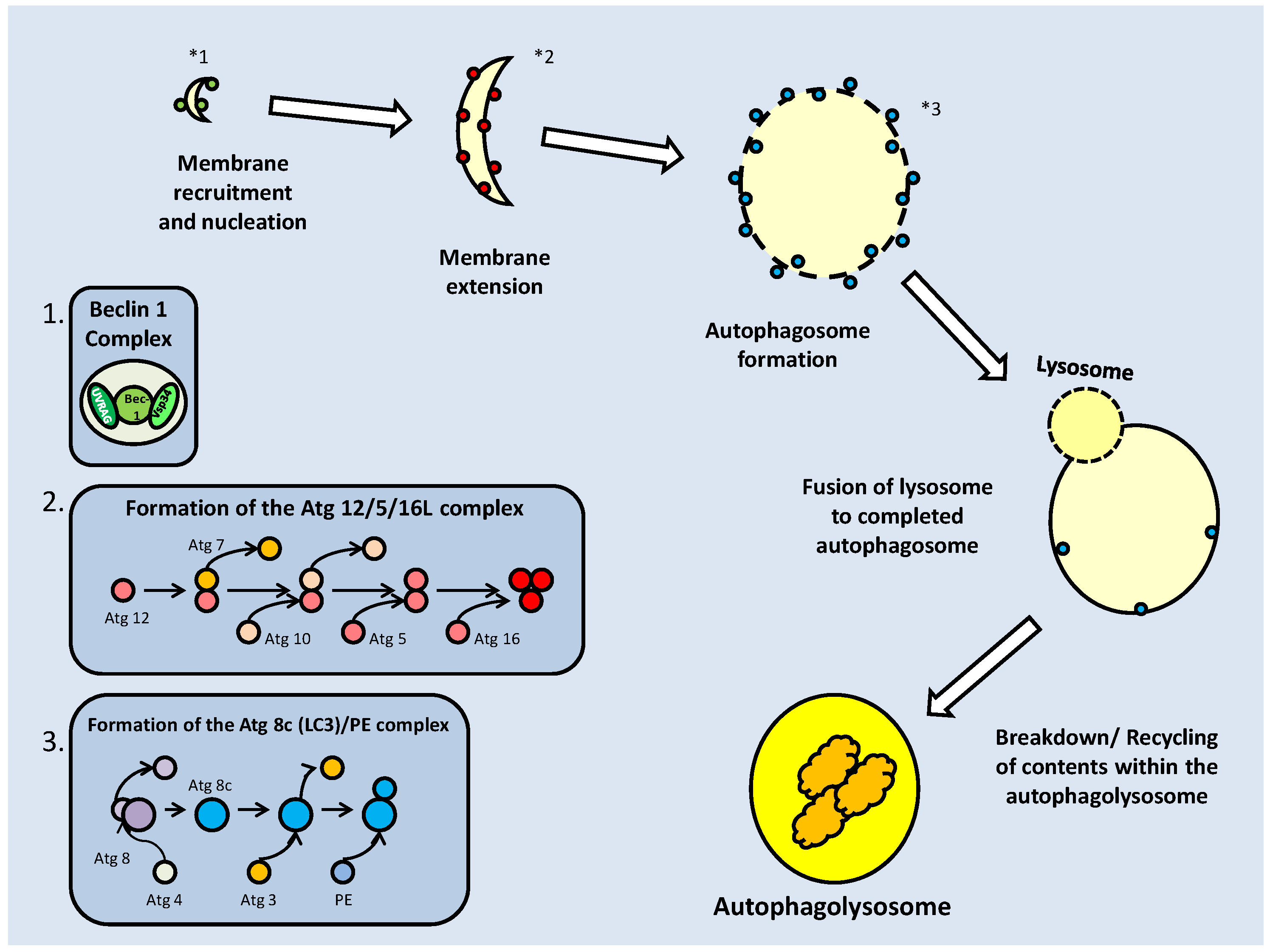 Int J Biol Sci Image