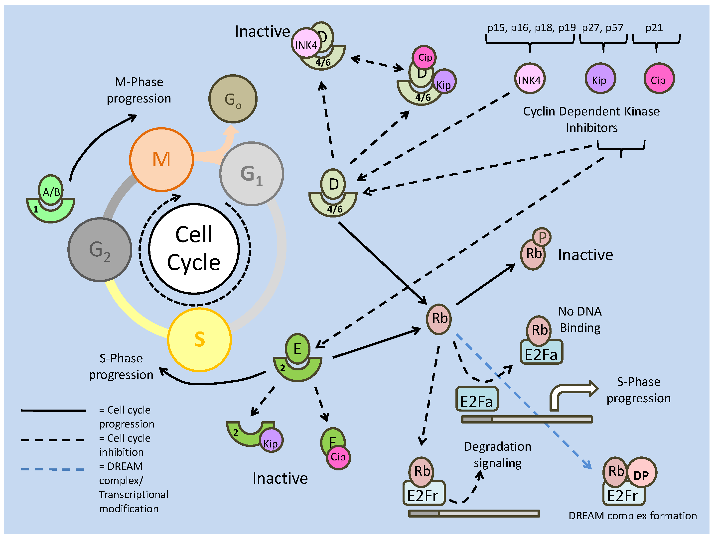 Int J Biol Sci Image