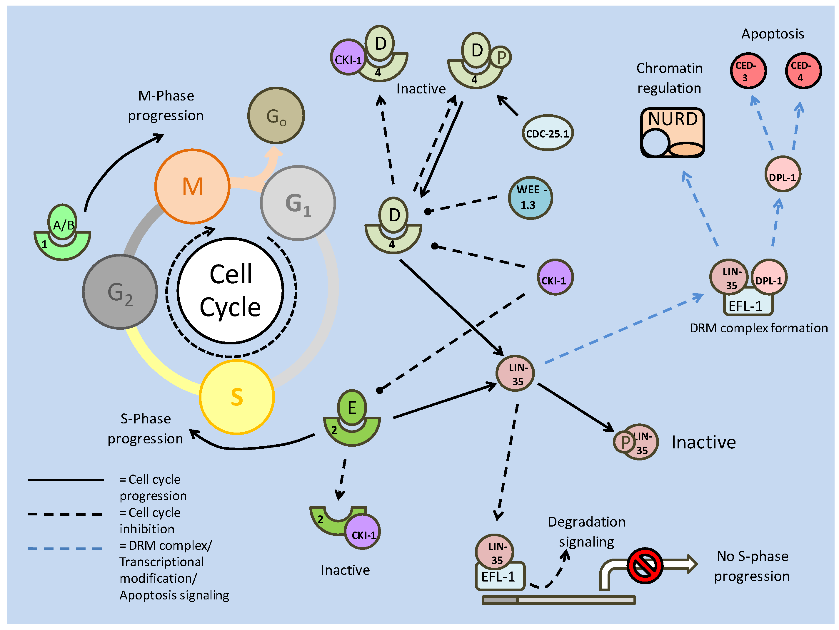 Int J Biol Sci Image