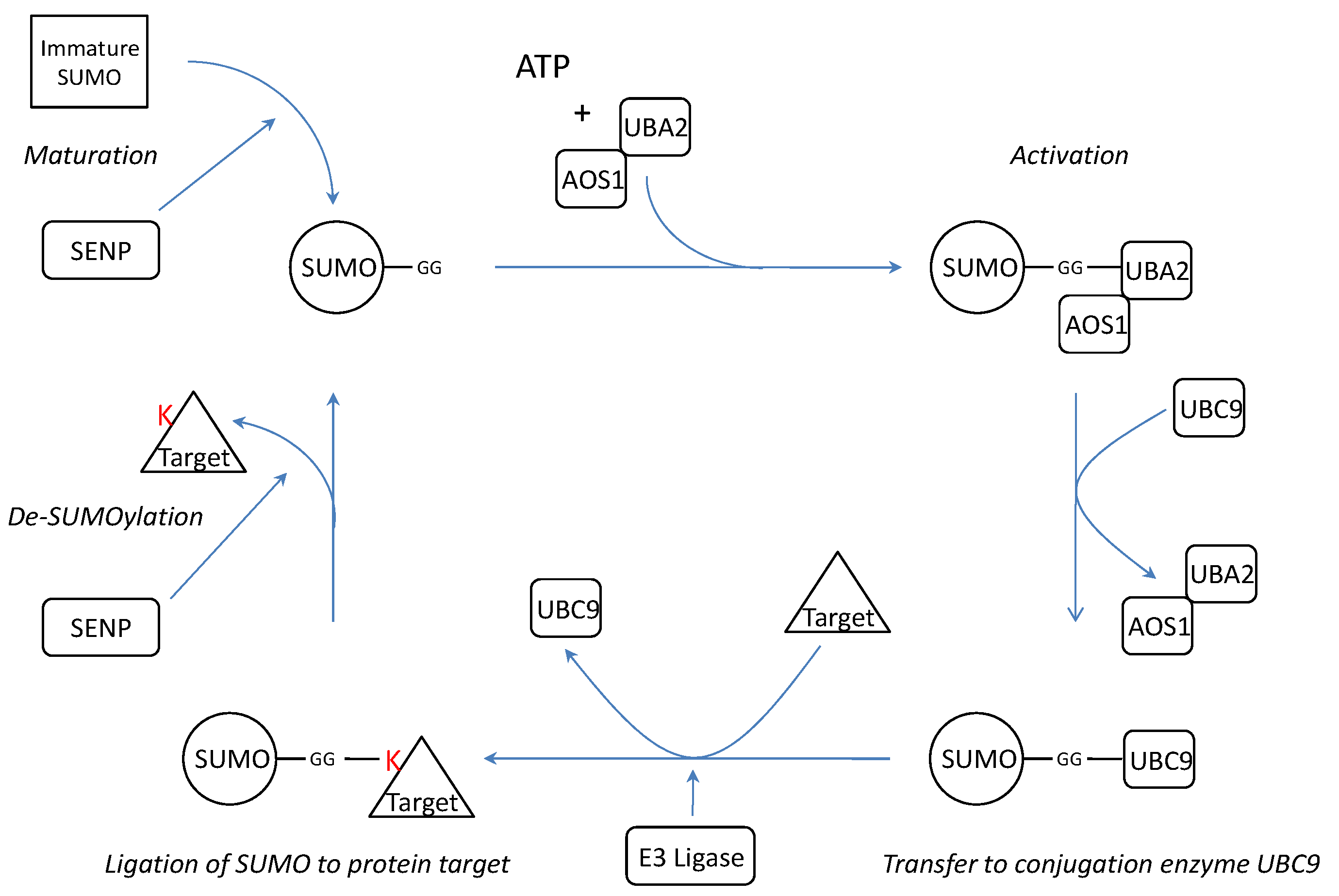 Int J Biol Sci Image