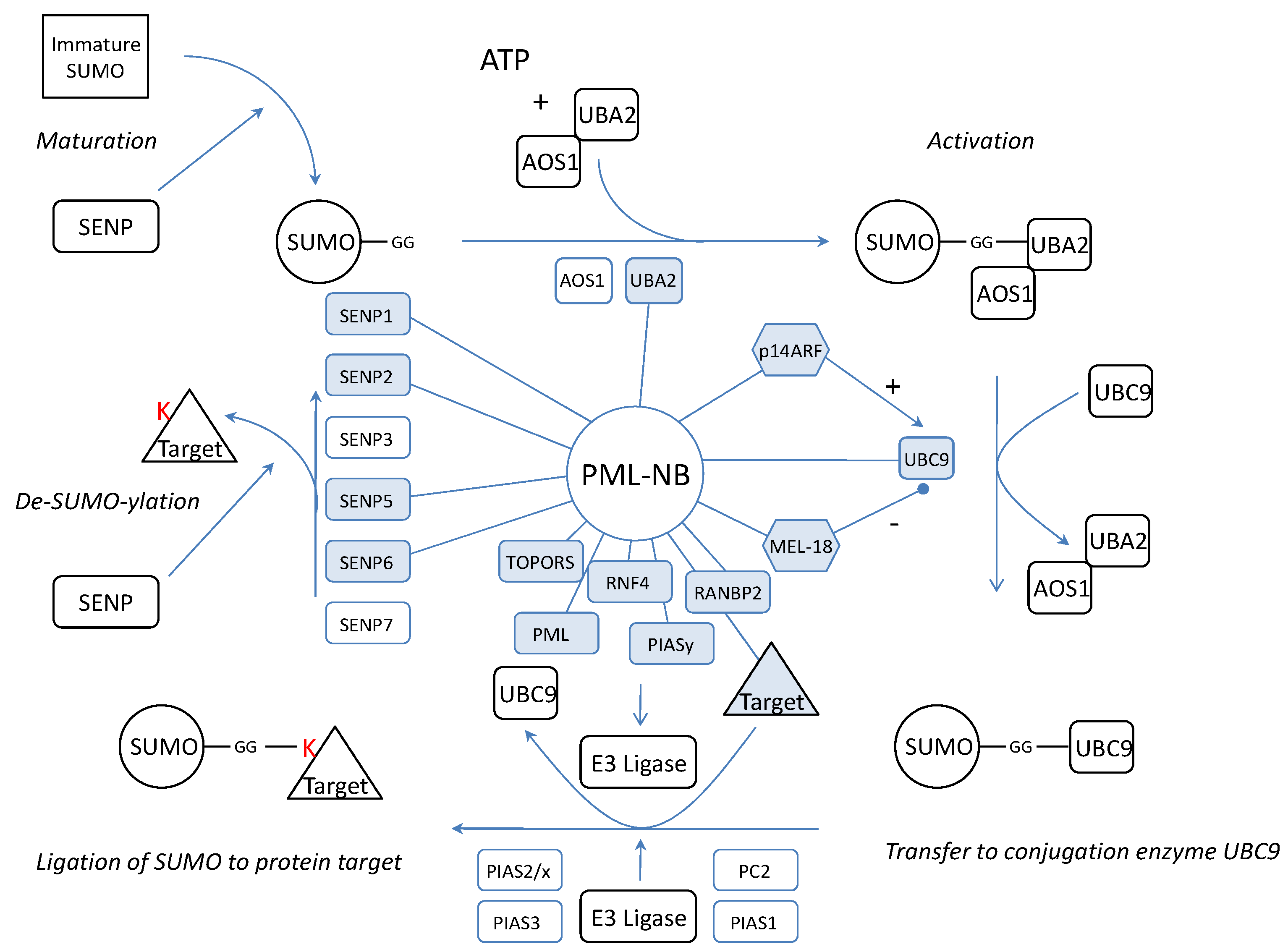 Int J Biol Sci Image