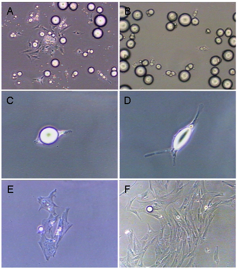 Int J Biol Sci Image