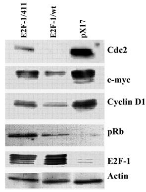 Int J Biol Sci Image