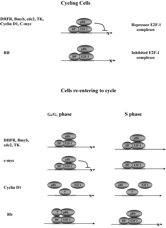 Int J Biol Sci Image