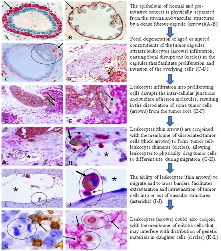 Int J Biol Sci Image