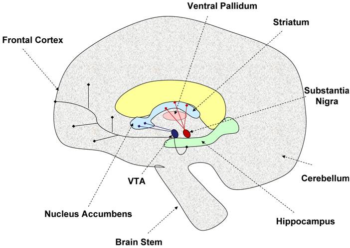 Int J Biol Sci Image