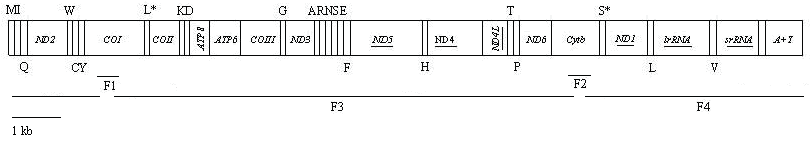 Int J Biol Sci Image