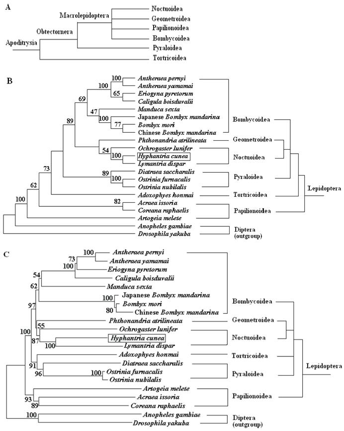 Int J Biol Sci Image