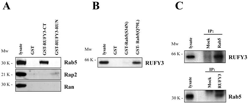 Int J Biol Sci Image