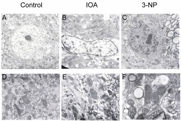 Int J Biol Sci Image