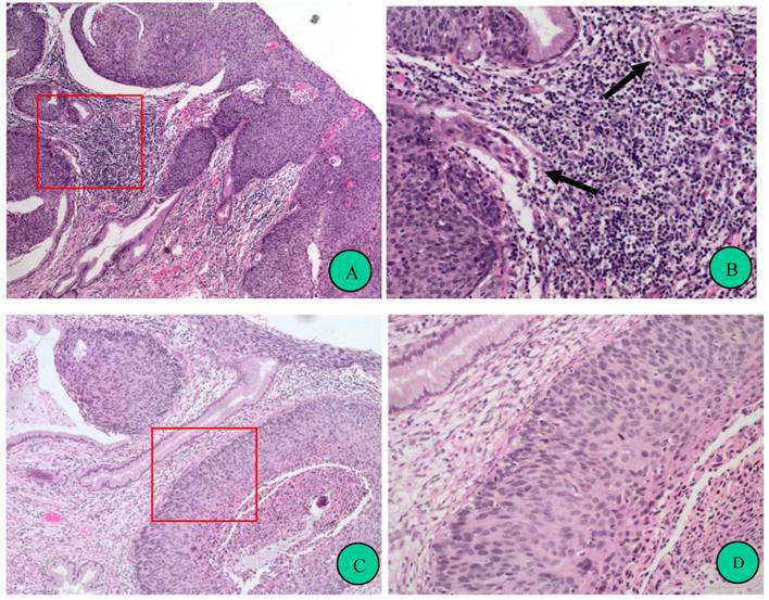 Int J Biol Sci Image