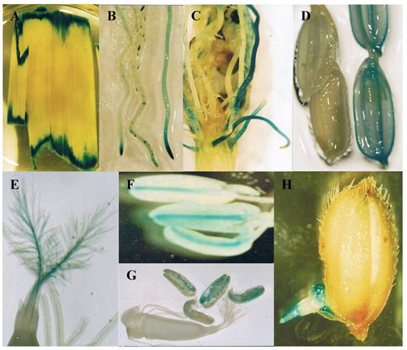 Int J Biol Sci Image