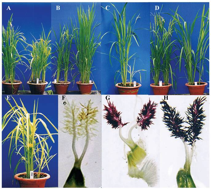 Int J Biol Sci Image