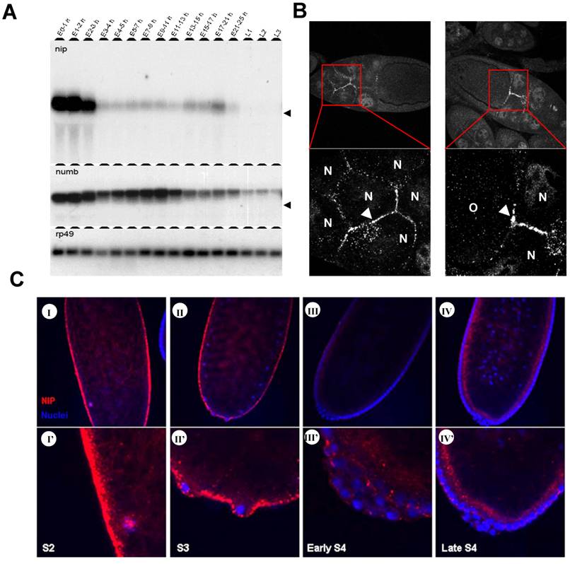 Int J Biol Sci Image