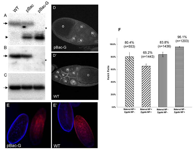 Int J Biol Sci Image