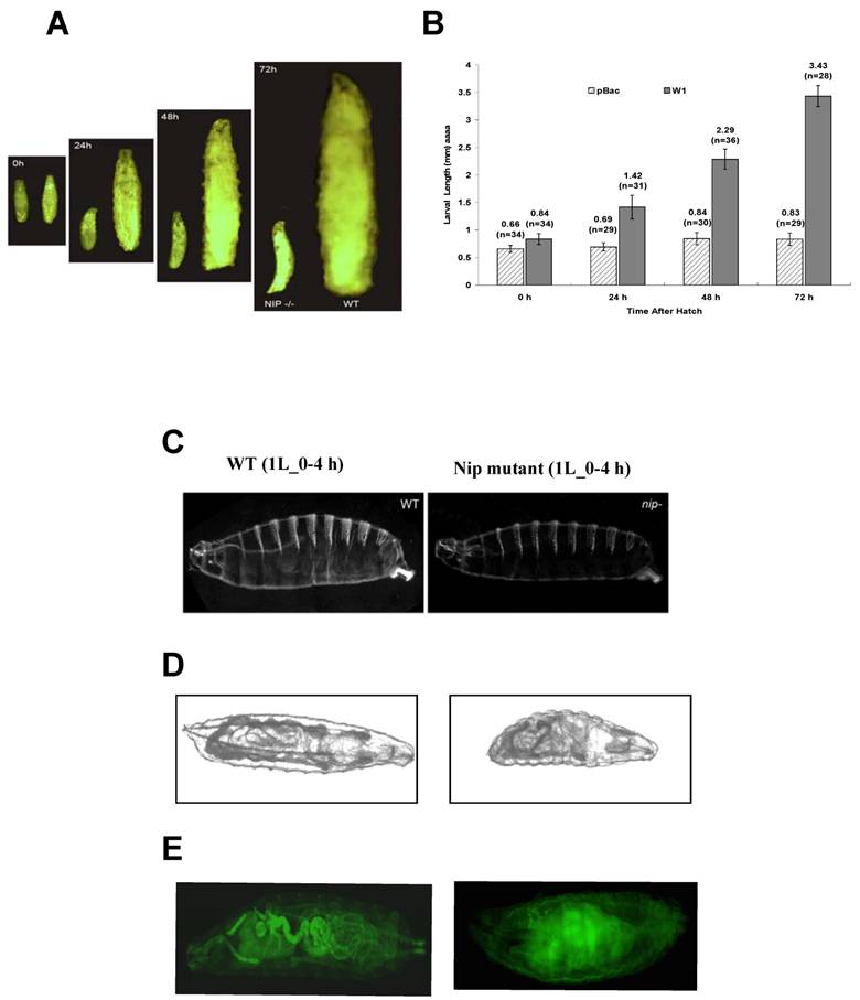 Int J Biol Sci Image