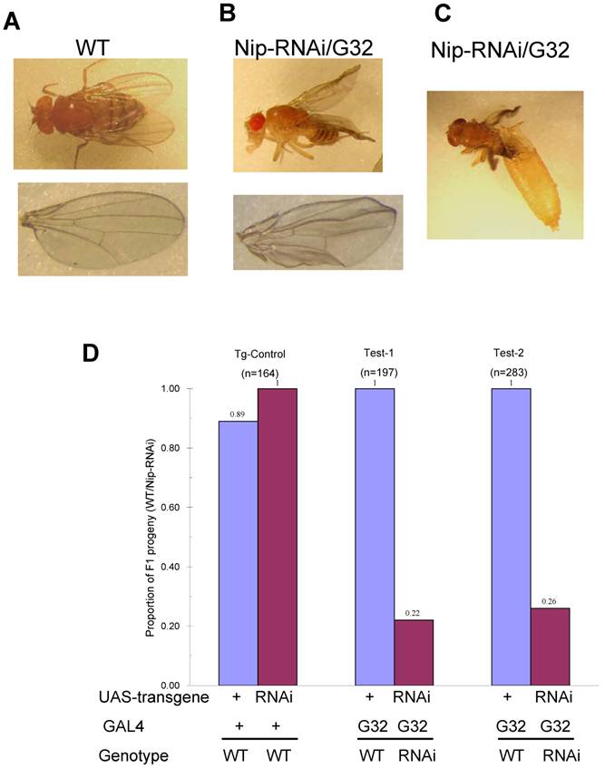 Int J Biol Sci Image