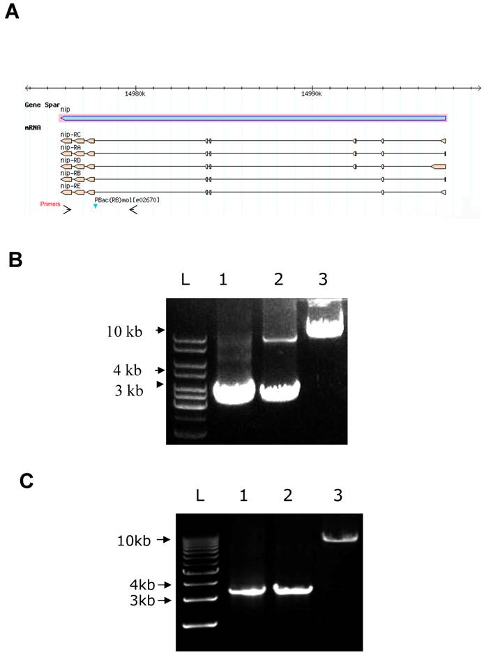 Int J Biol Sci Image