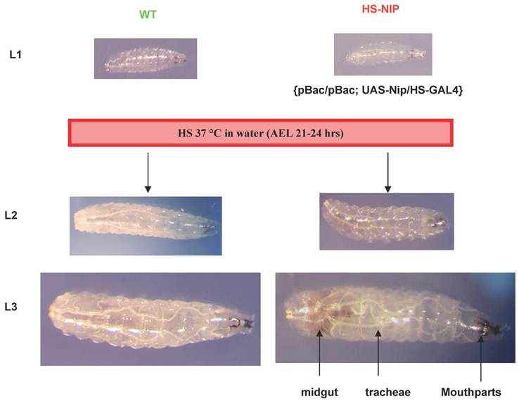 Int J Biol Sci Image