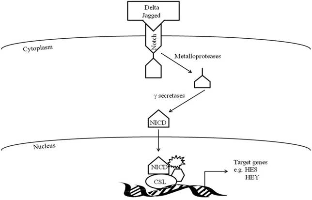 Int J Biol Sci Image