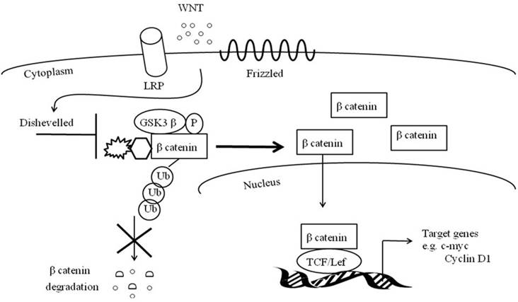 Int J Biol Sci Image