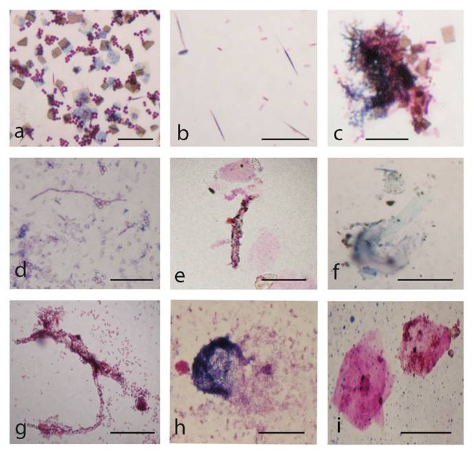 Int J Biol Sci Image