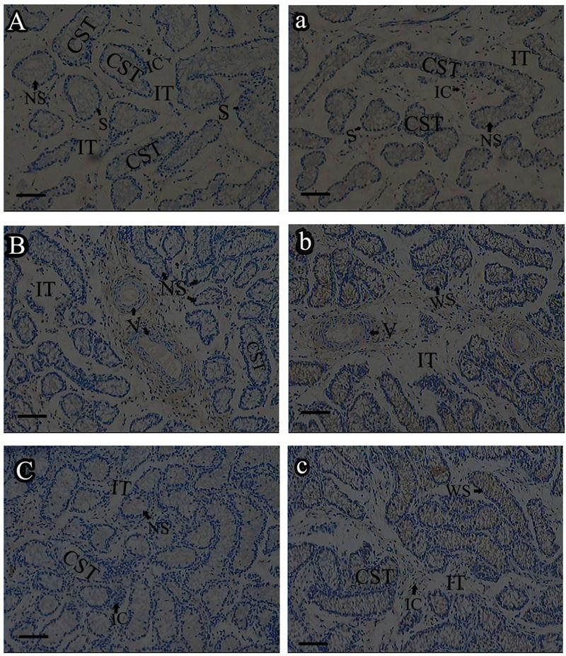 Int J Biol Sci Image