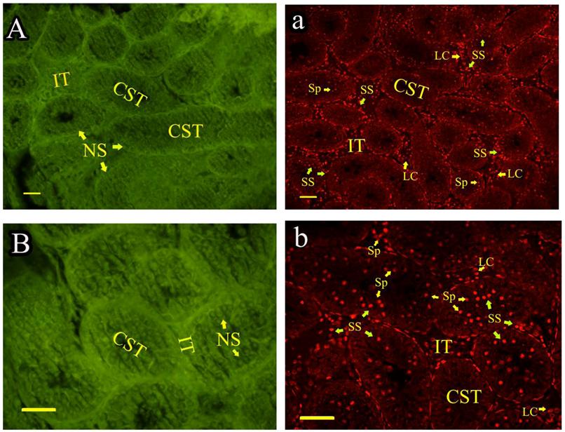 Int J Biol Sci Image