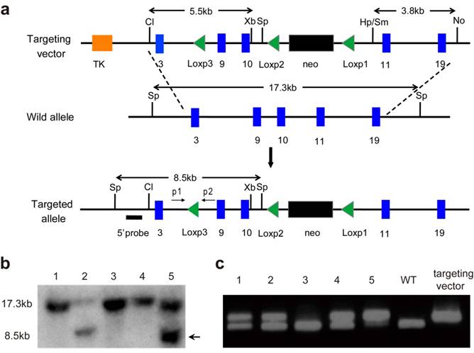 Int J Biol Sci Image