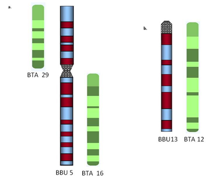 Int J Biol Sci Image