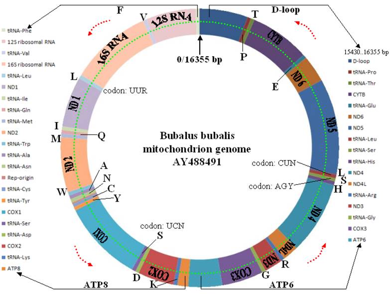 Int J Biol Sci Image