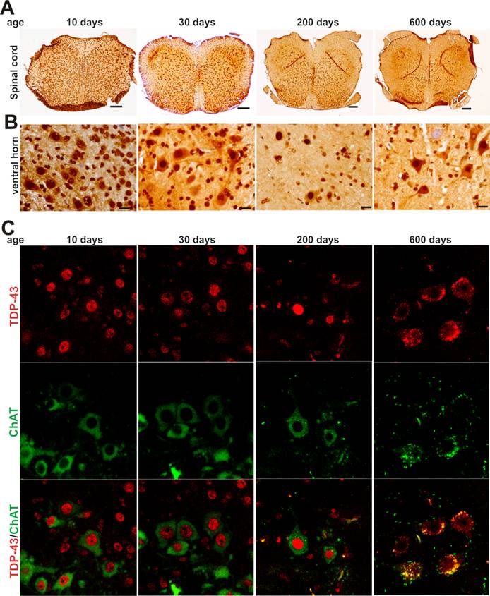 Int J Biol Sci Image