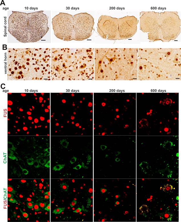 Int J Biol Sci Image