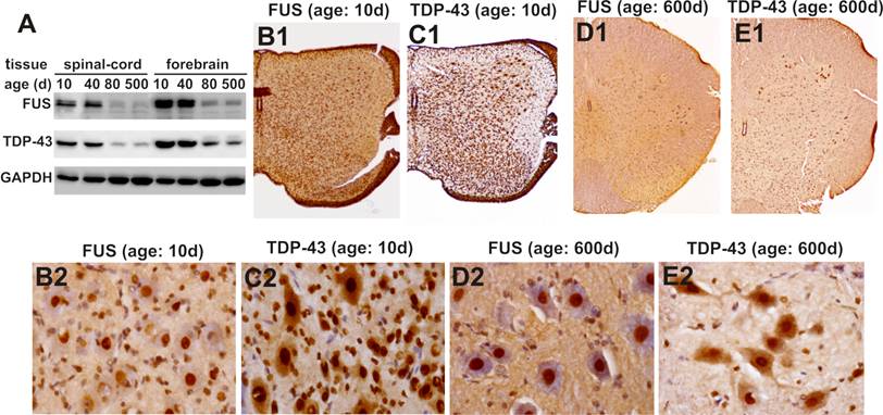 Int J Biol Sci Image