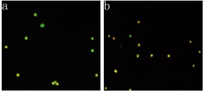 Int J Biol Sci Image