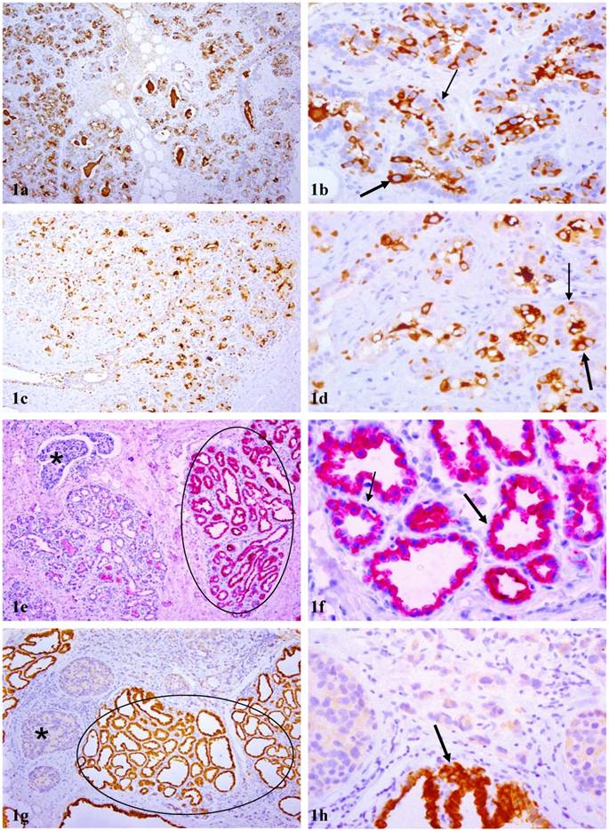 Int J Biol Sci Image