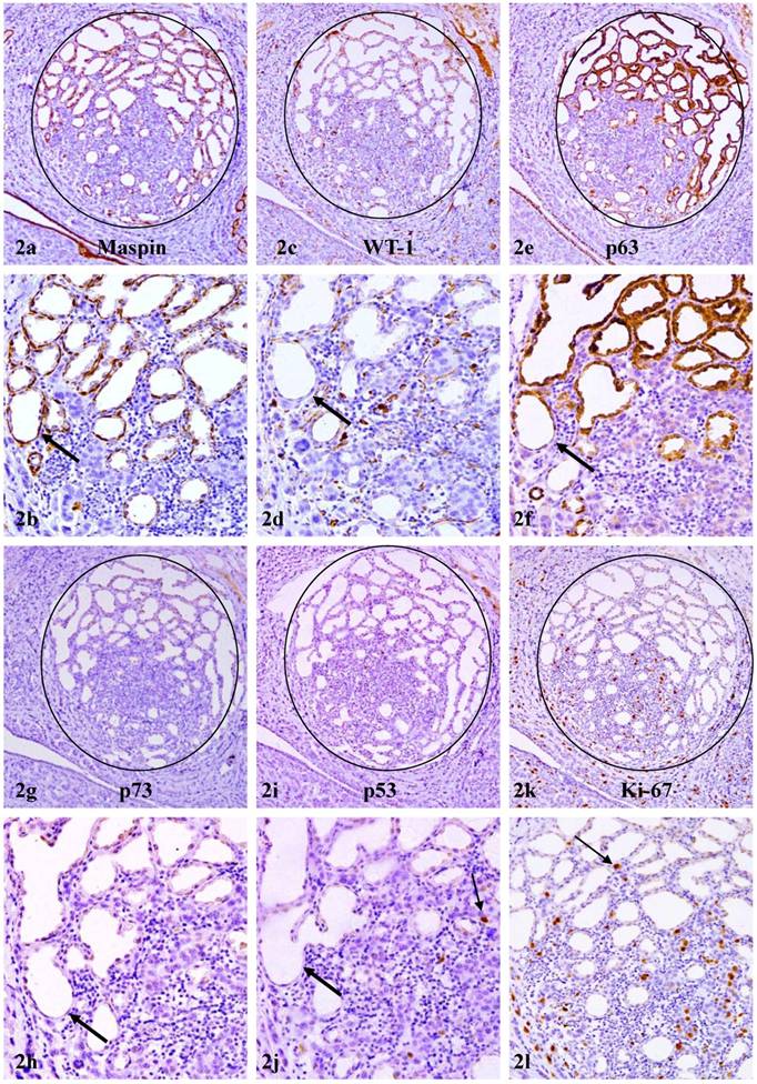 Int J Biol Sci Image