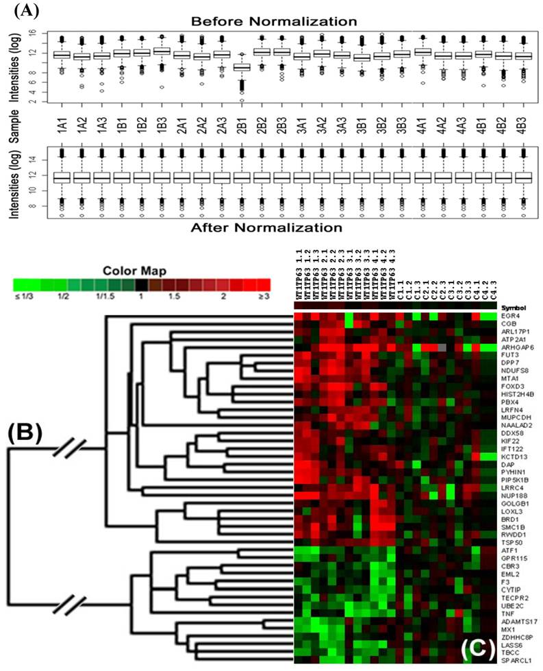 Int J Biol Sci Image