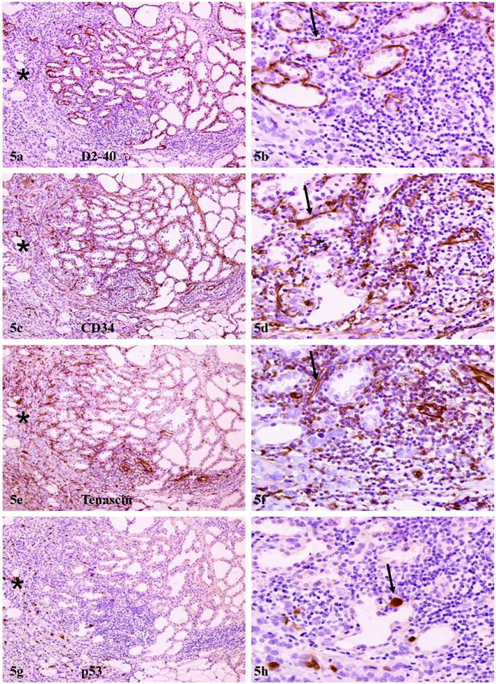 Int J Biol Sci Image