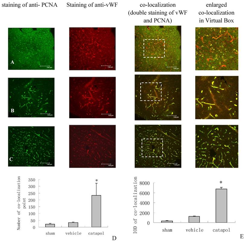 Int J Biol Sci Image