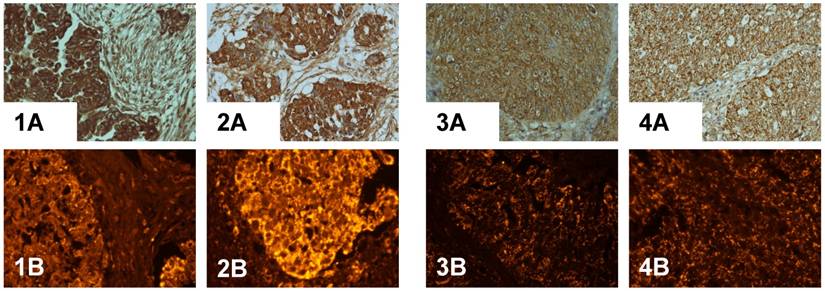 Int J Biol Sci Image