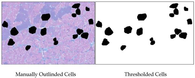 Int J Biol Sci Image