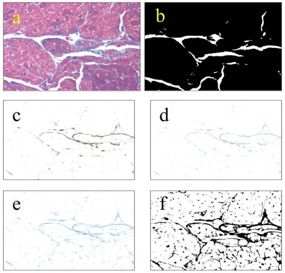 Int J Biol Sci Image