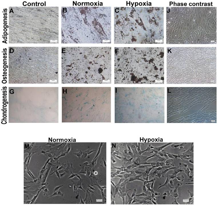 Int J Biol Sci Image